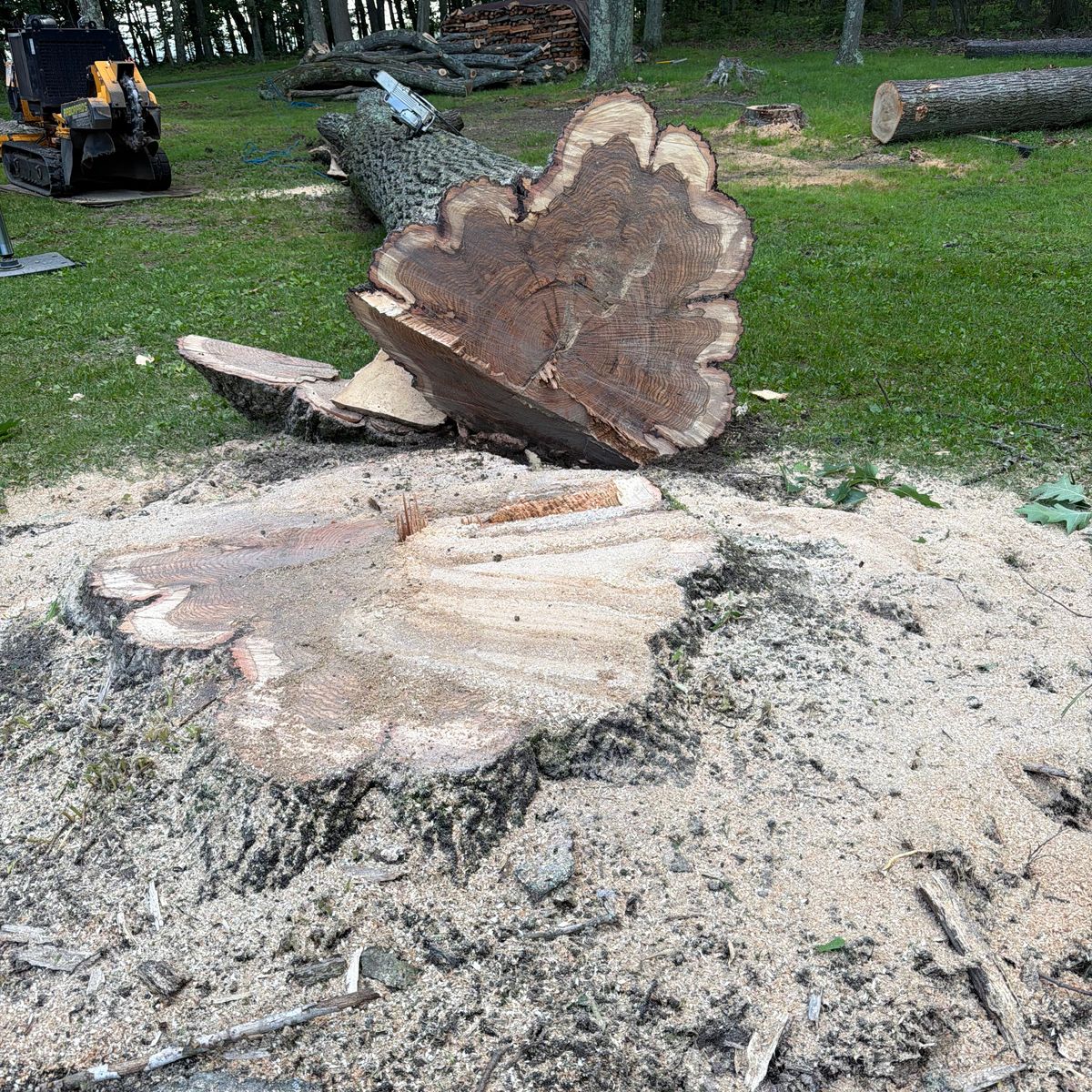 Large cut trunk slice on the ground