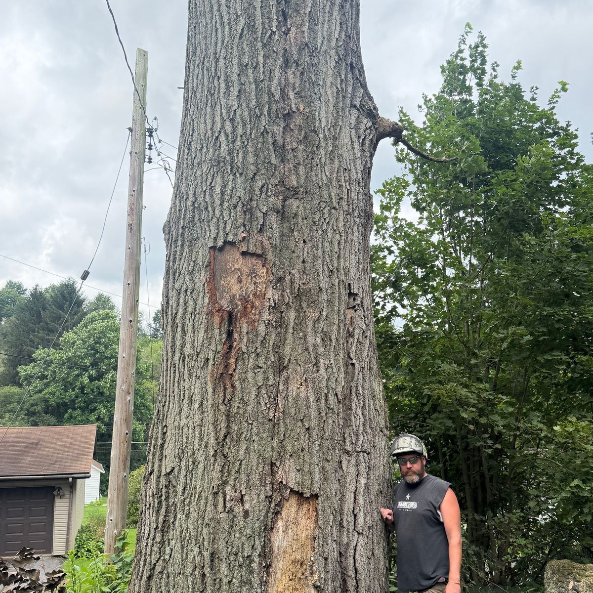 Oak trunk with bark loss and decay