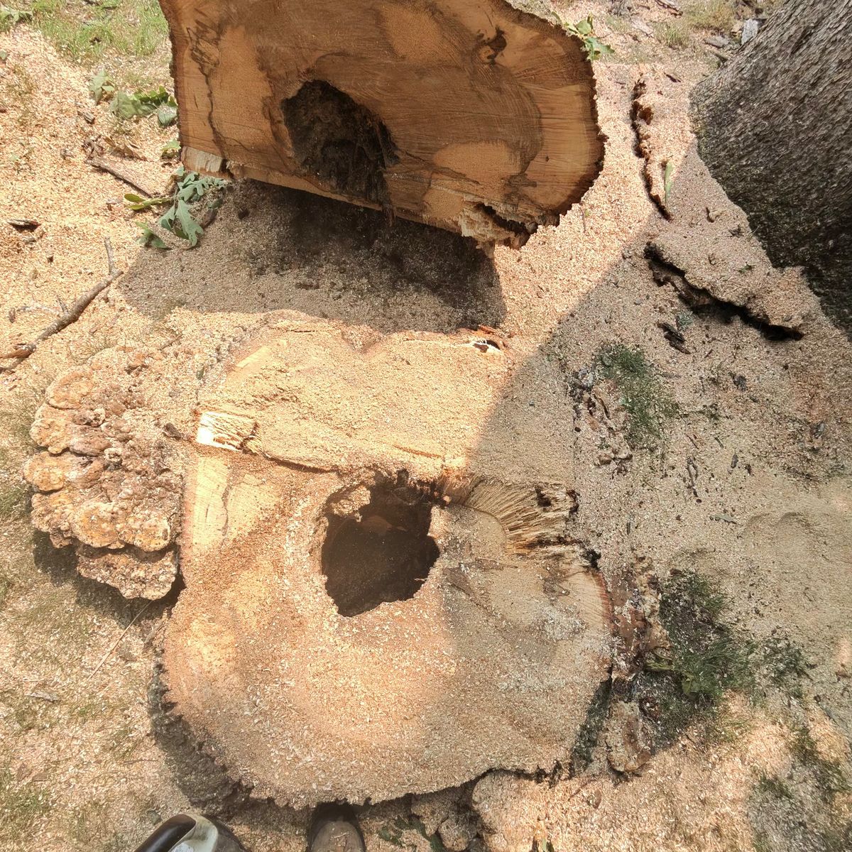Hollow rotten stump with shelf fungus