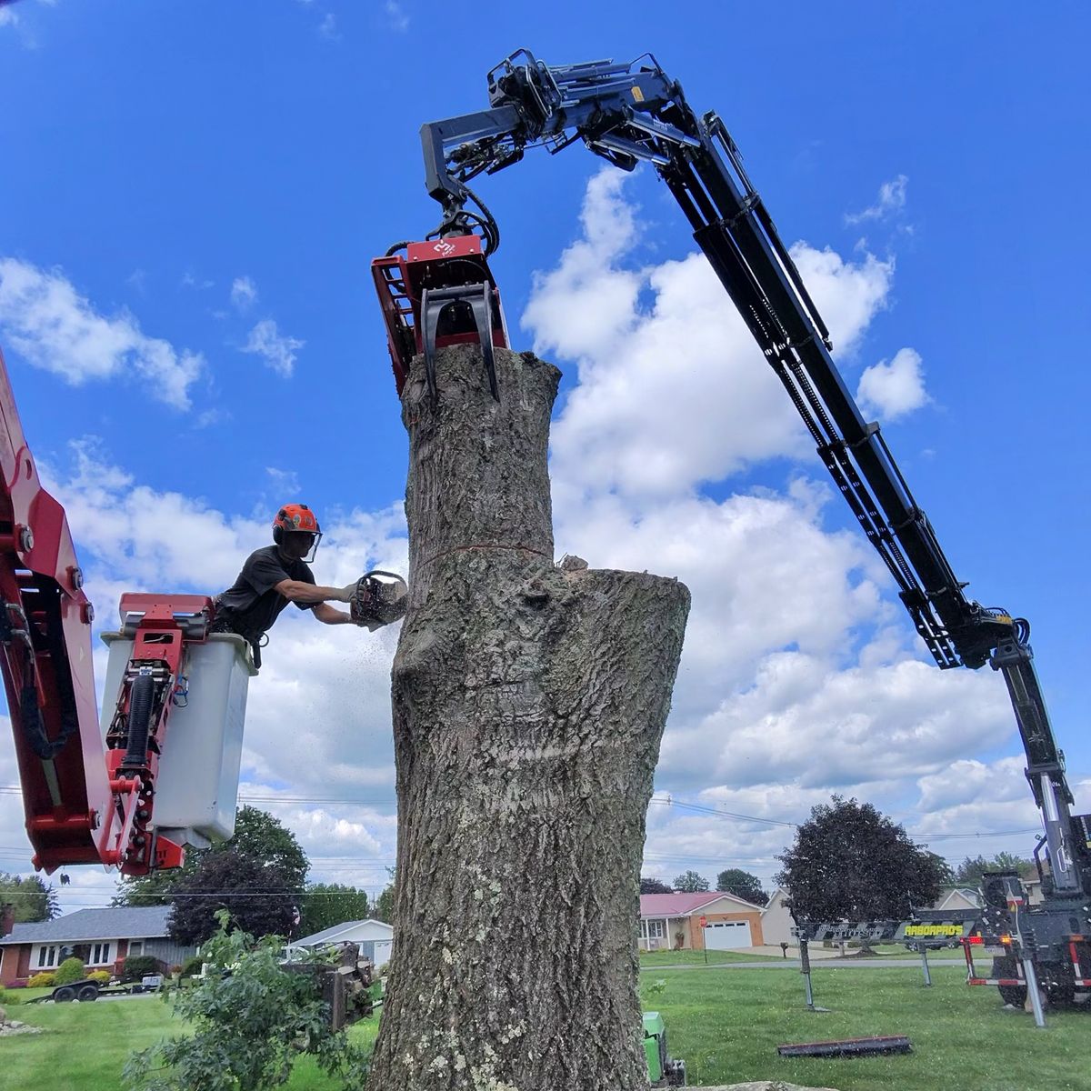 Red spider lift working beside a tree trunk