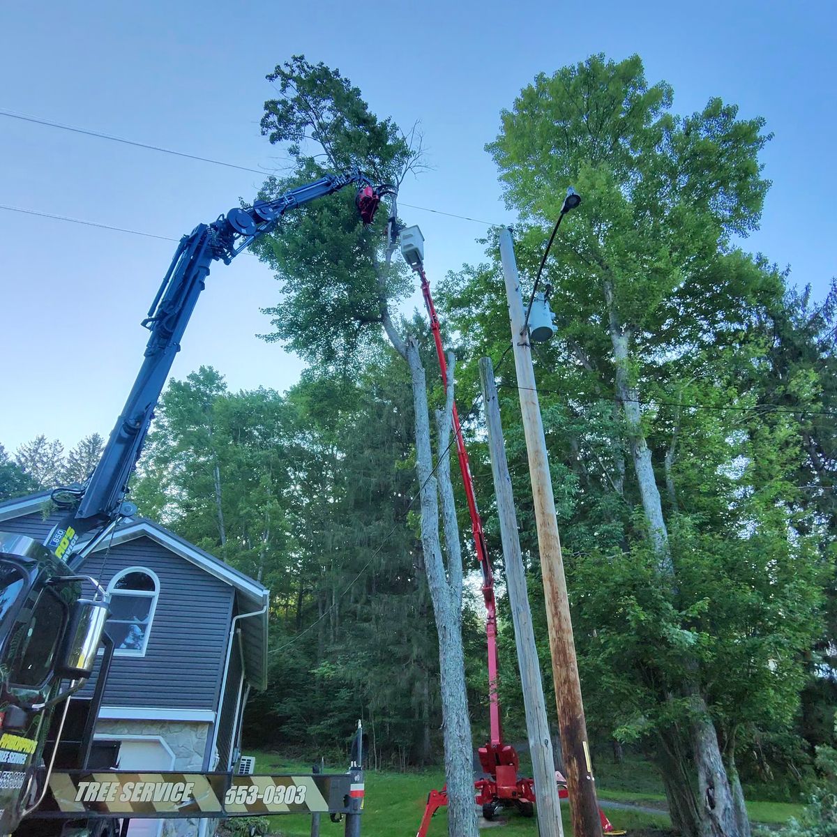 Crane and spider lift removing tall trees near a utility pole