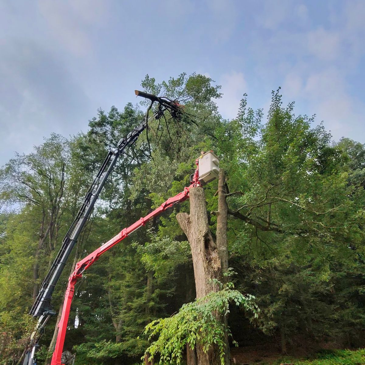 Red spider lift working beside a tree trunk
