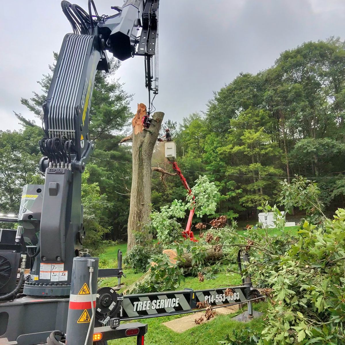 Spider lift basket and crane cutting a standing trunk