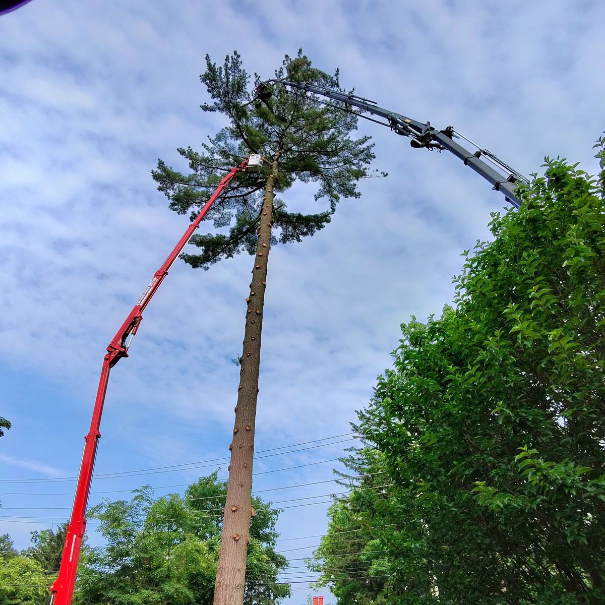 Crane topping a tall pine tree
