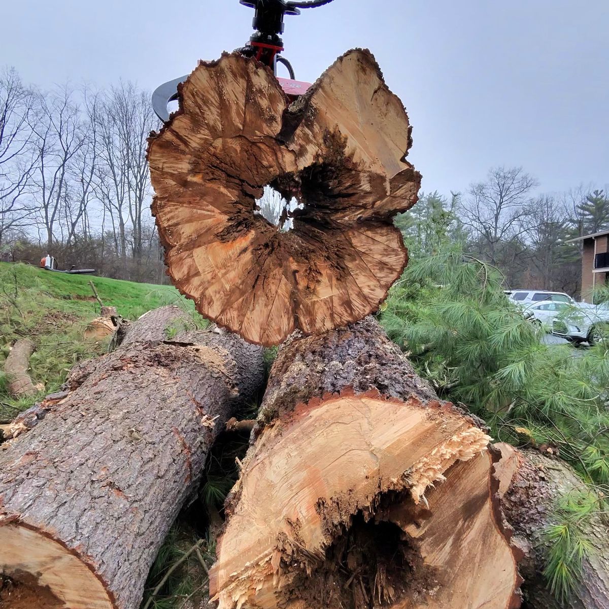 Hollow tree cross-section