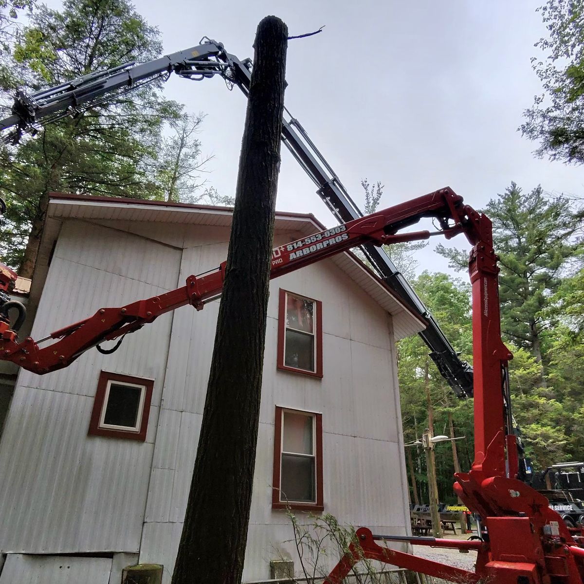 Spider lift and crane taking down a bare trunk beside a building