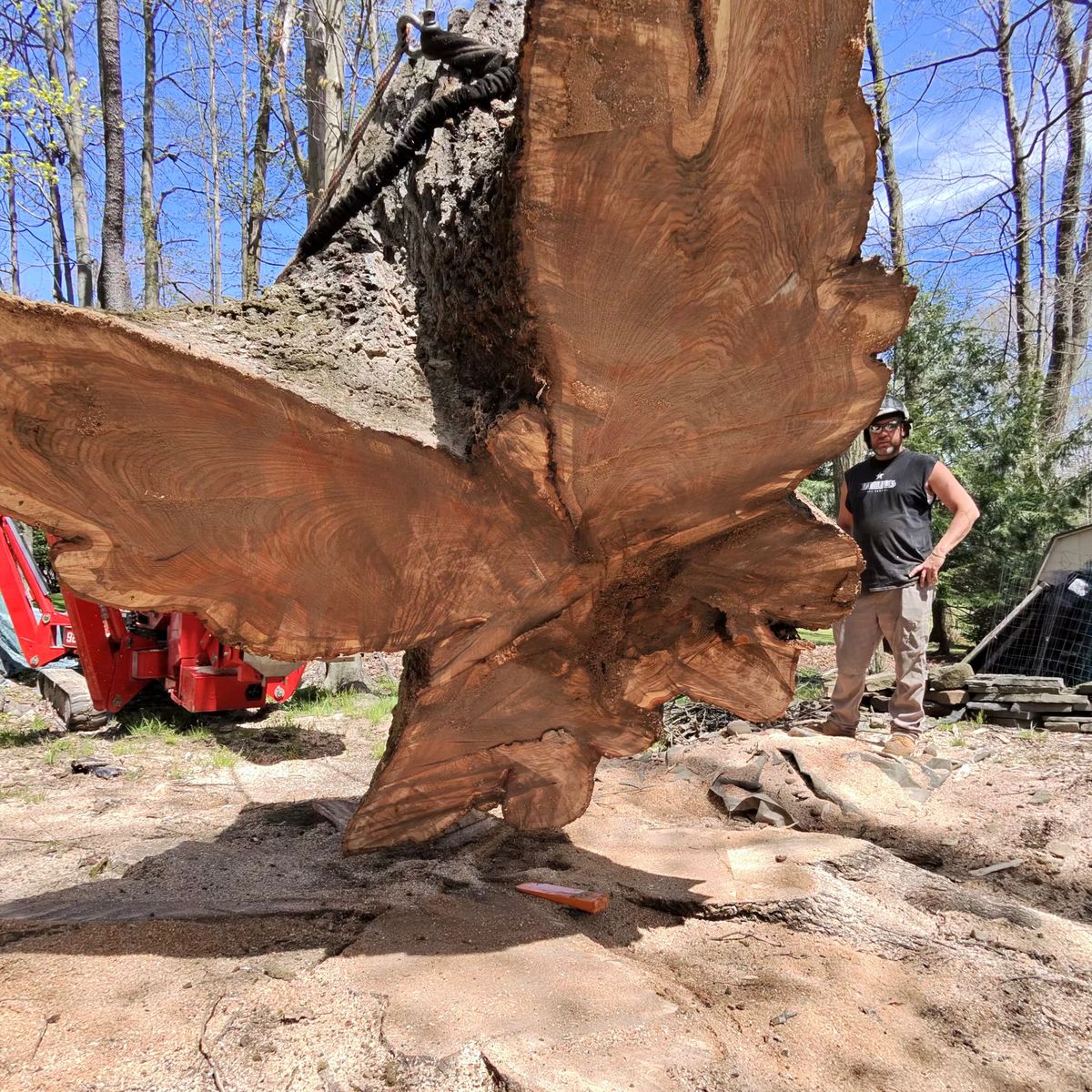 Huge cut tree section with a crew member standing beside it